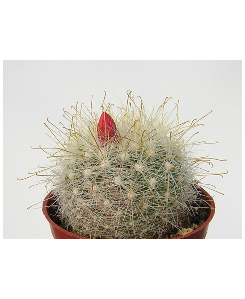 Kuentz-cactus  - Mammillaria senilis (Mamillopsis senilis) - Pot  5 cm