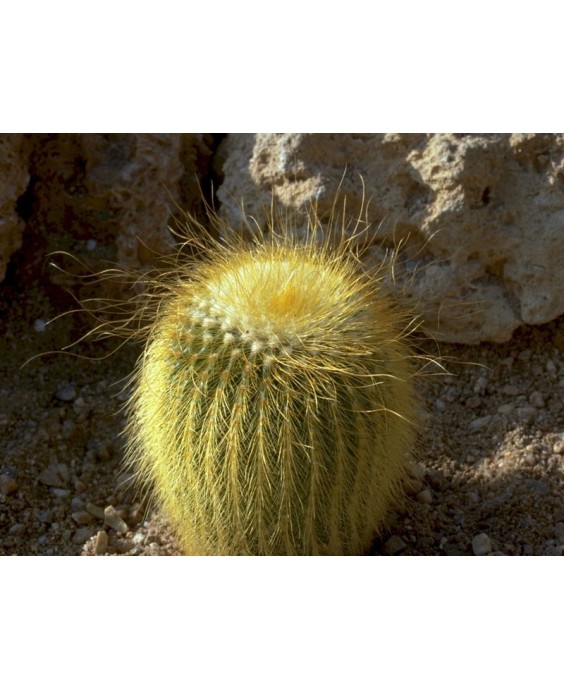 Kuentz-cactus  - Parodia lenninghausii  (Notocactus Eriocactus) - Pot  6 cm