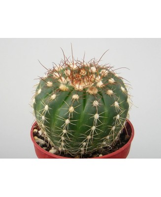 Kuentz-cactus  - Parodia werneri (Notocactus uebelmannianus) - Pot  6 cm