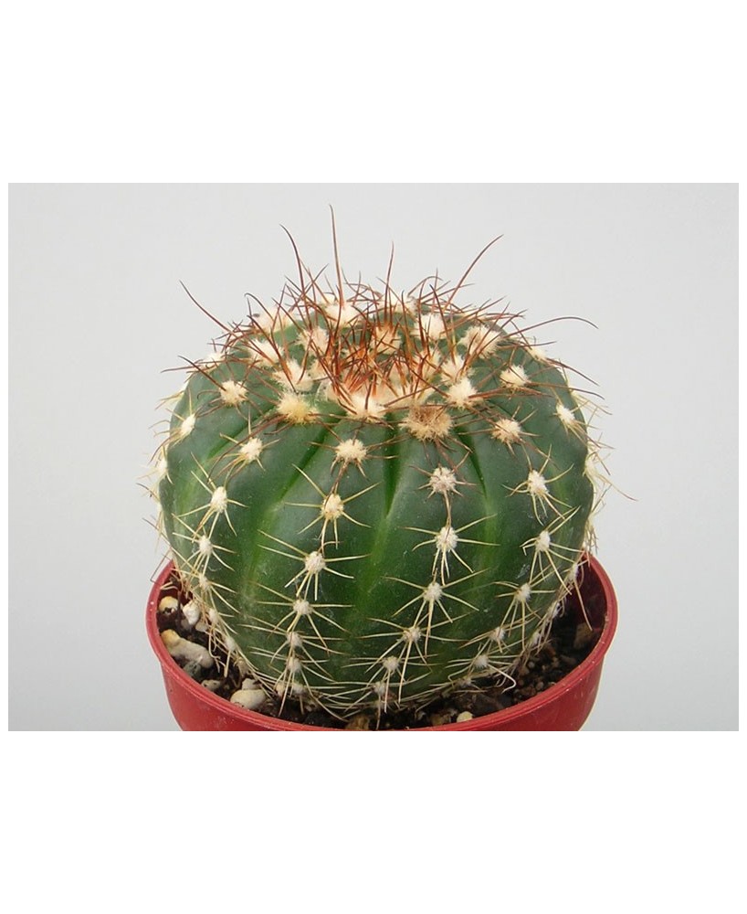 Kuentz-cactus  - Parodia werneri (Notocactus uebelmannianus) - Pot  6 cm
