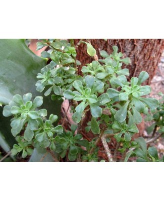 Kuentz-cactus  - Aeonium spathulatum - Pot  5 cm