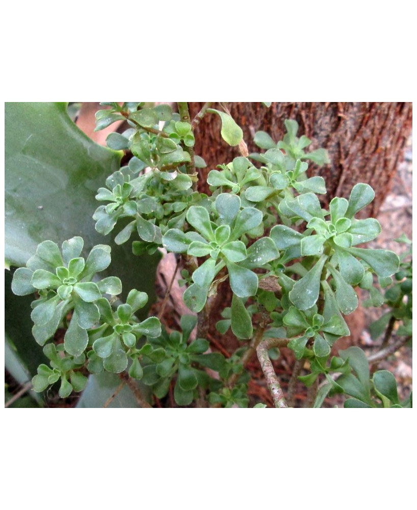 Kuentz-cactus  - Aeonium spathulatum - Pot  5 cm