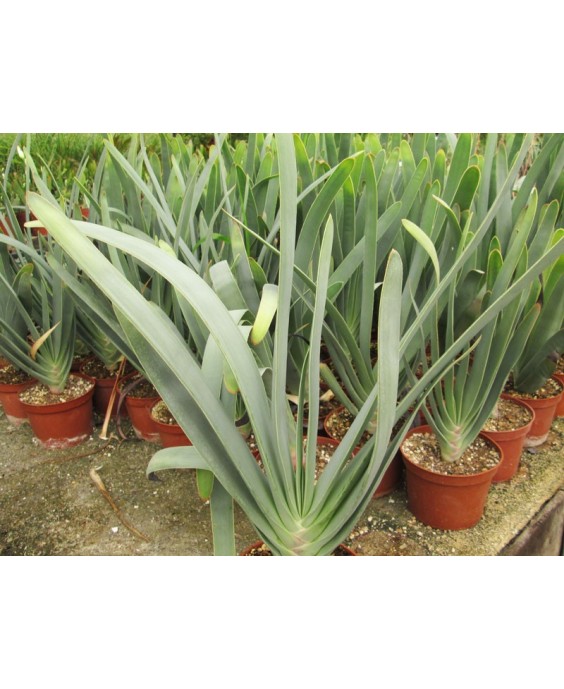 Kuentz-cactus  - Aloe plicatilis - Pot  5 cm