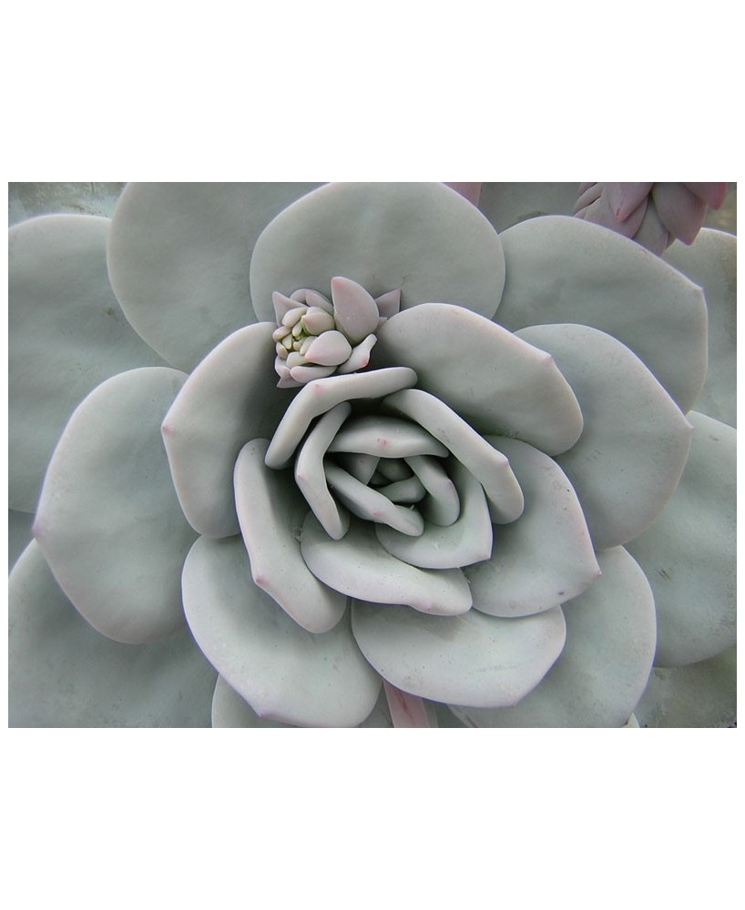 Kuentz-cactus  - Echeveria laui - Pot  5 cm