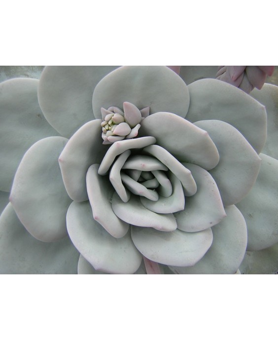 Kuentz-cactus  - Echeveria laui - Pot  5 cm