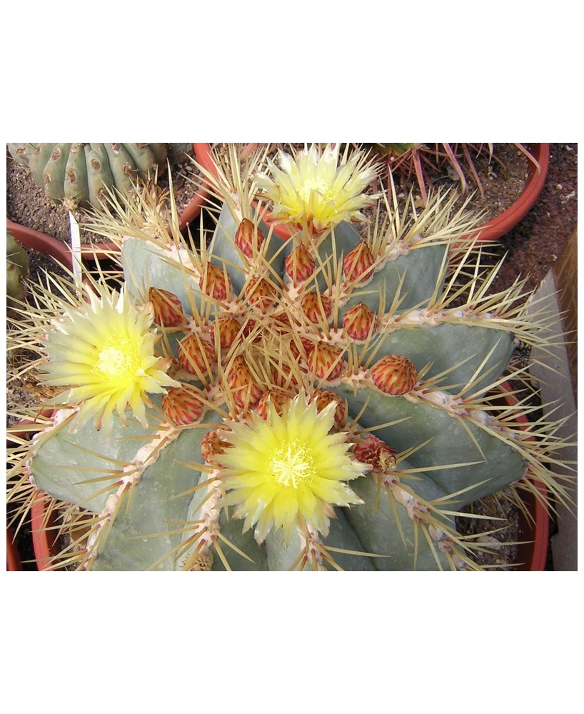 Kuentz-cactus  - Ferocactus glaucescens - Ø 16-17 cm