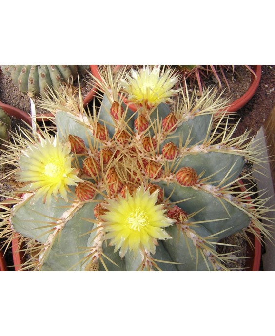 Kuentz-cactus  - Ferocactus glaucescens - Ø 16-17 cm