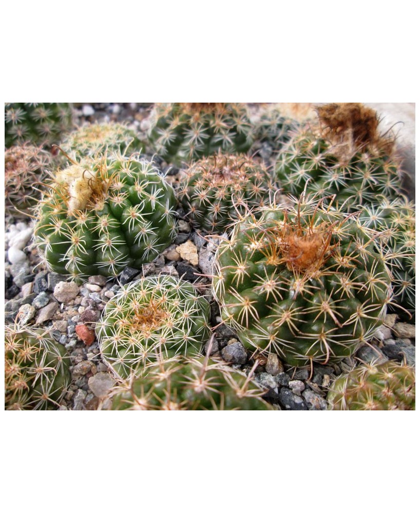 Kuentz-cactus  - Parodia comarapana (mairanana) - Pot  5 cm