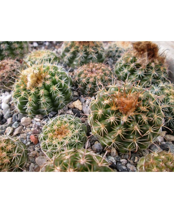 Kuentz-cactus  - Parodia comarapana (mairanana) - Pot  5 cm