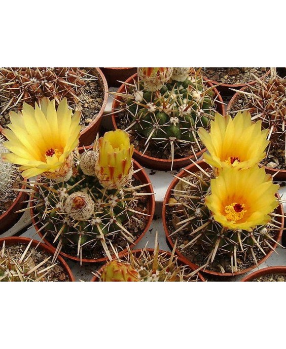 Kuentz-cactus  - Parodia mammulosa ssp. submammulosa (Noto.submammulosus) - Pot  6 cm