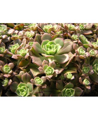 Kuentz-cactus  - Aeonium mascaense (A. 'Cyrico') - Pot 10 cm