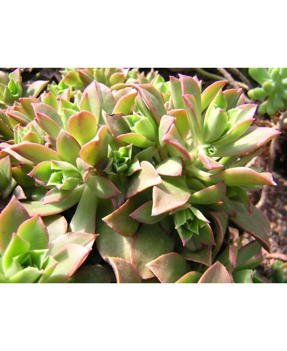 Kuentz-cactus  - Aeonium decorum - Pot 10 cm