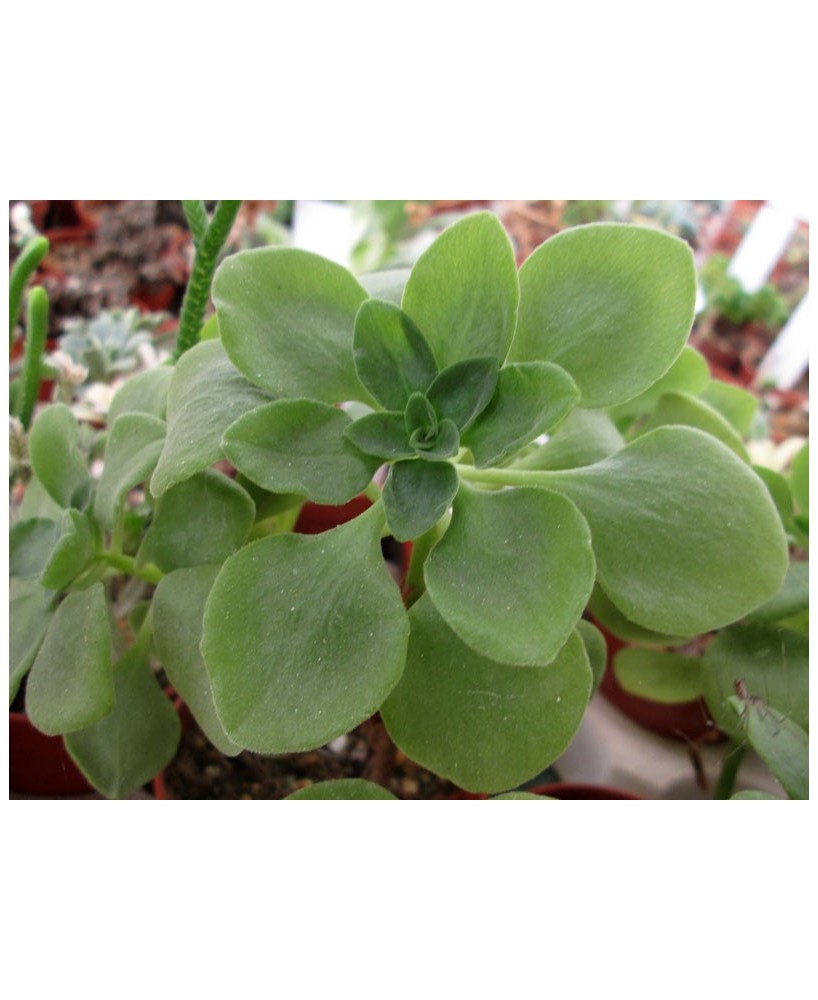 Kuentz-cactus  - Aeonium goochiae - Pot  6 cm