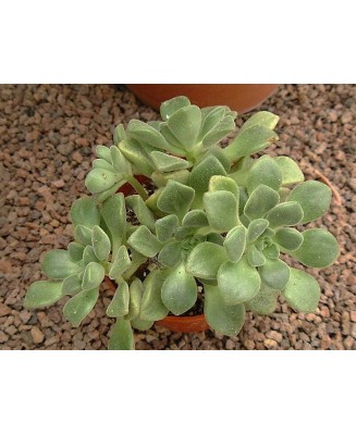 Kuentz-cactus  - Aeonium lindleyi - Pot  6 cm