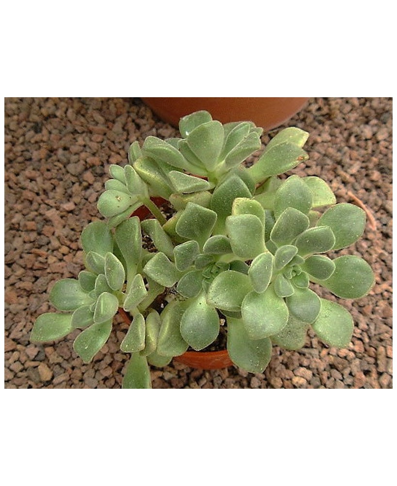 Kuentz-cactus  - Aeonium lindleyi - Pot  6 cm
