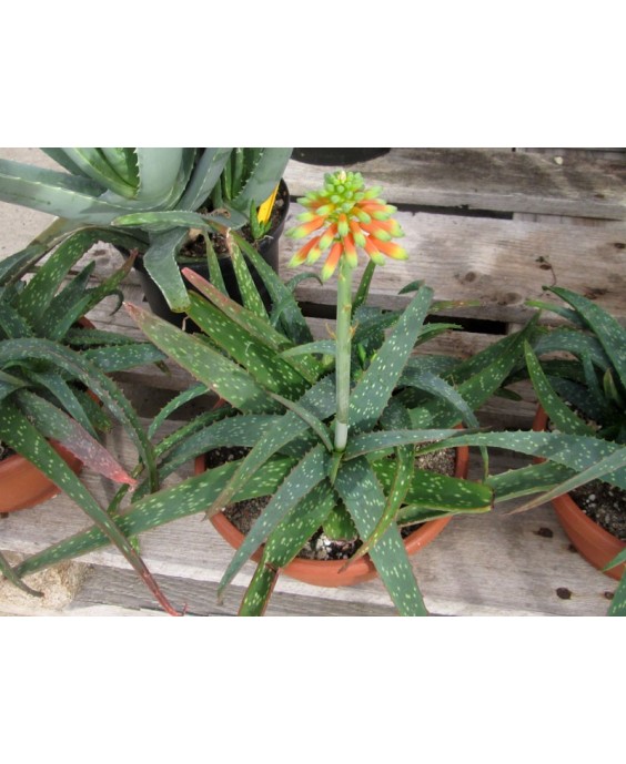 Kuentz-cactus  - Aloe zubb (ex Aloe sinkatana) - Pot 10 cm