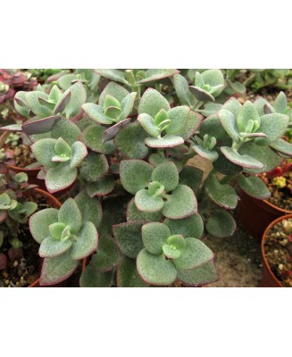Kuentz-cactus  - Crassula cordata - Pot  6 cm