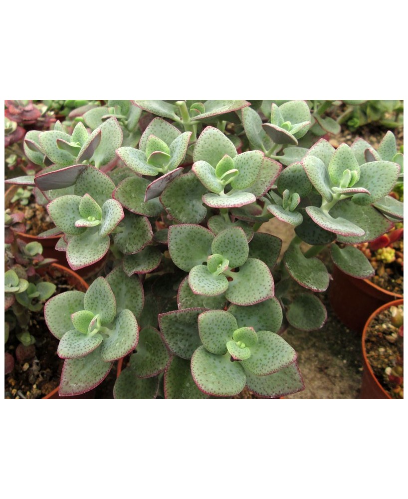 Kuentz-cactus  - Crassula cordata - Pot  6 cm