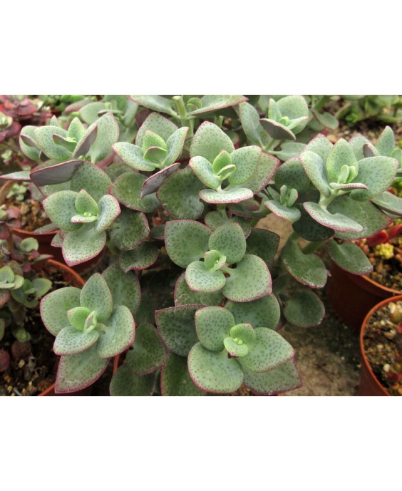 Kuentz-cactus  - Crassula cordata - Pot  6 cm