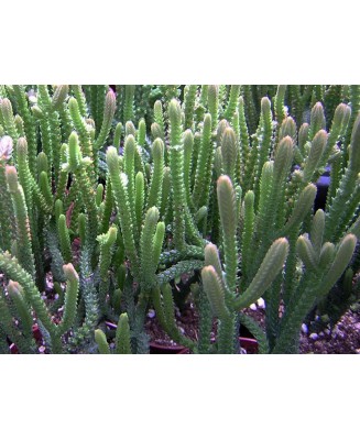 Kuentz-cactus  - Crassula lycopodioides (ex muscosa) - Pot  5 cm