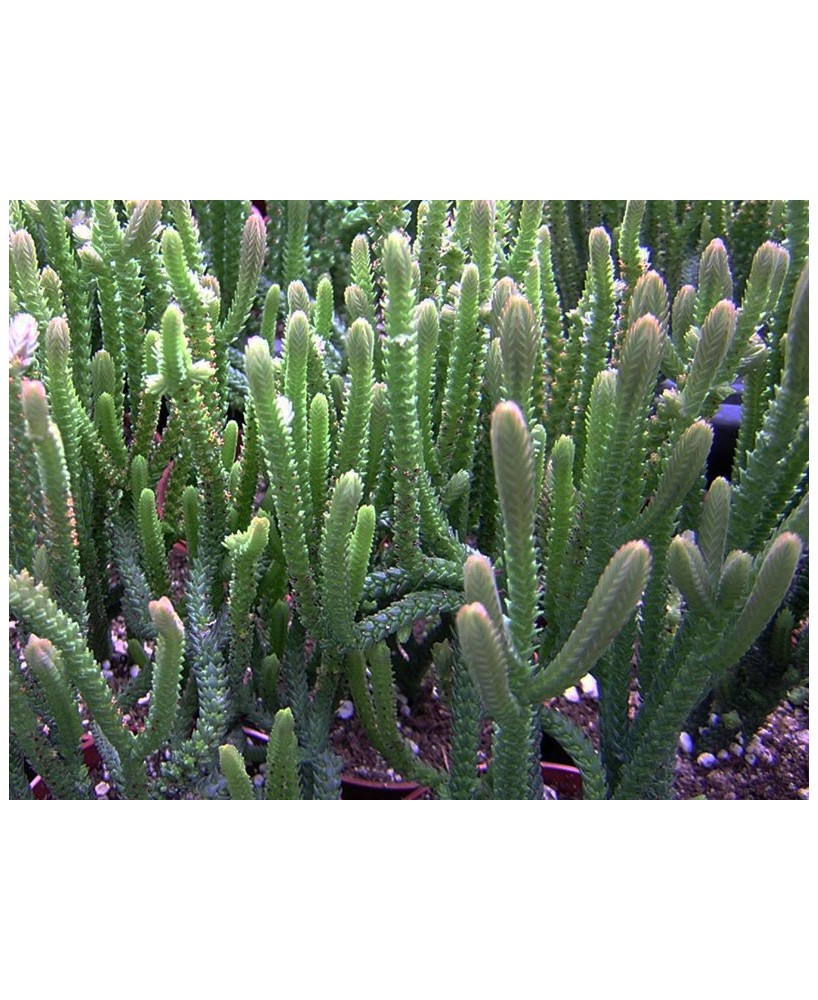 Kuentz-cactus  - Crassula lycopodioides (ex muscosa) - Pot  5 cm