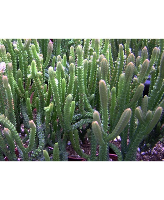 Kuentz-cactus  - Crassula lycopodioides (ex muscosa) - Pot  5 cm