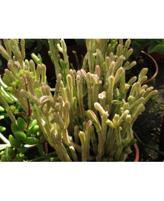 Kuentz-cactus  - Crassula lycopodioides  'Variegata' - Pot  5 cm