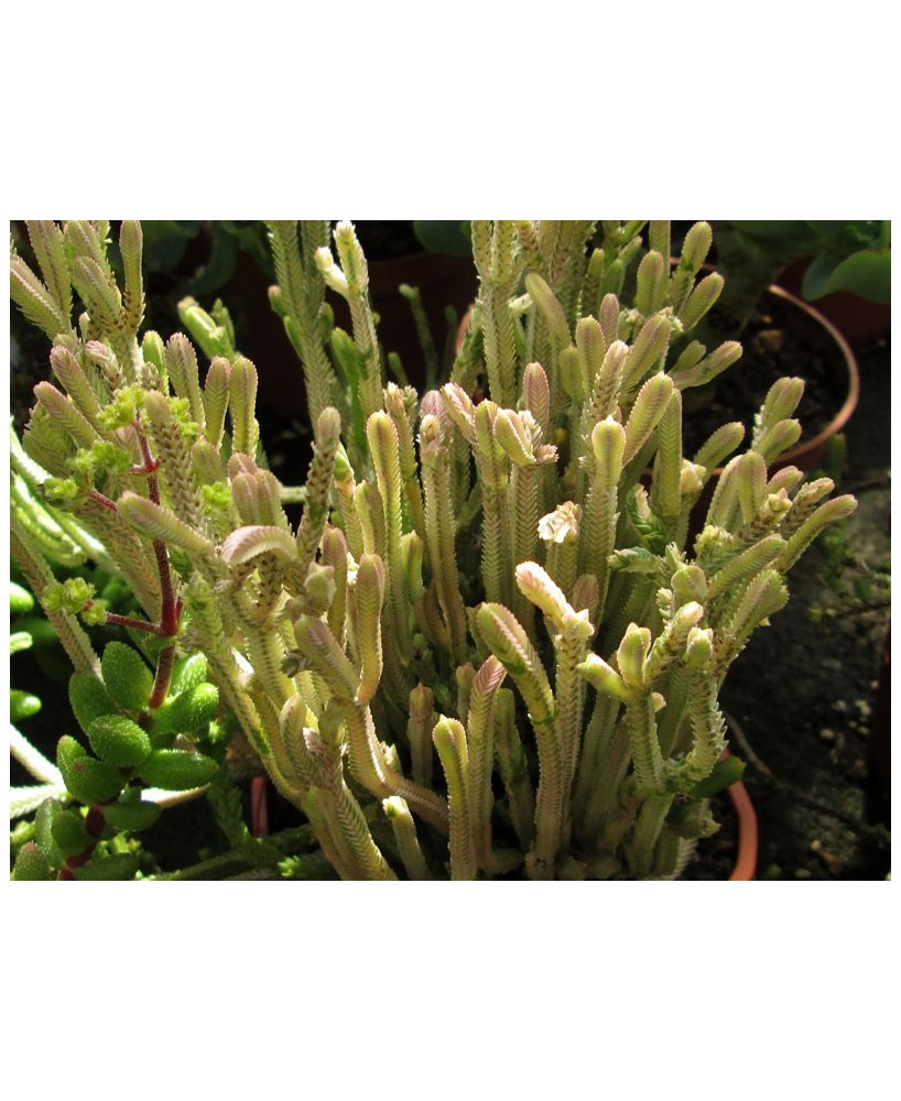 Kuentz-cactus  - Crassula lycopodioides  'Variegata' - Pot  5 cm