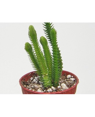 Kuentz-cactus  - Crassula lycopodioides  'Acuminata' - Pot  5 cm