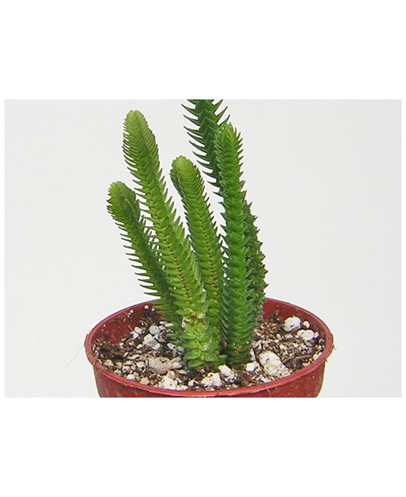 Kuentz-cactus  - Crassula lycopodioides  'Acuminata' - Pot  5 cm