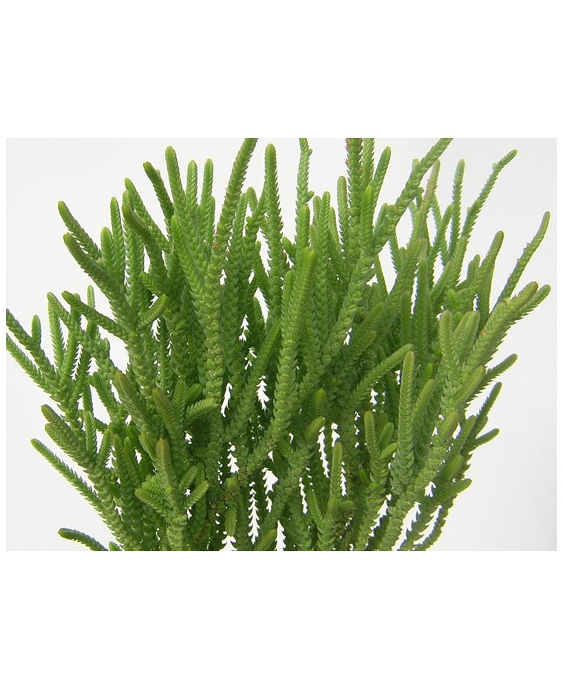 Kuentz-cactus  - Crassula lycopodioides  'Pseudolycopodioides' - Pot  5 cm