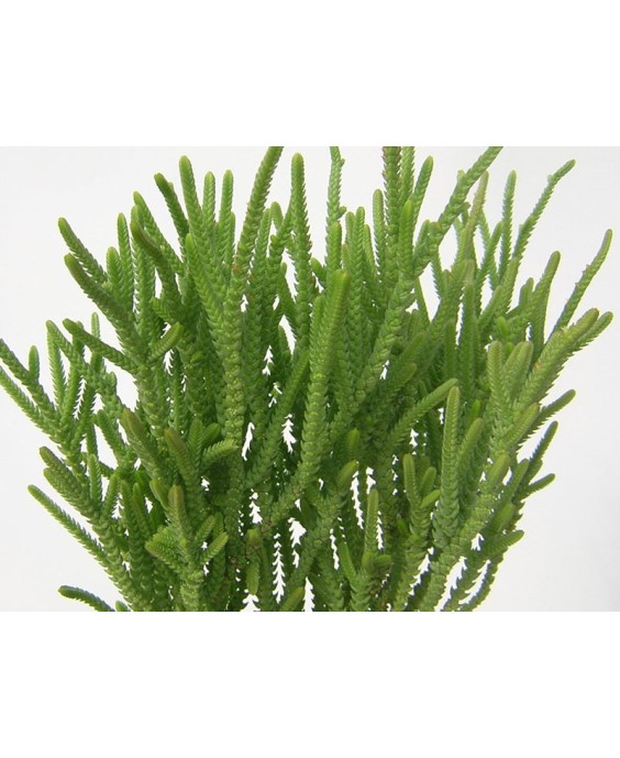 Kuentz-cactus  - Crassula lycopodioides  'Pseudolycopodioides' - Pot  5 cm