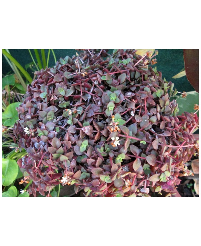 Kuentz-cactus  - Crassula pellucida 'Rubra' - Pot  6 cm