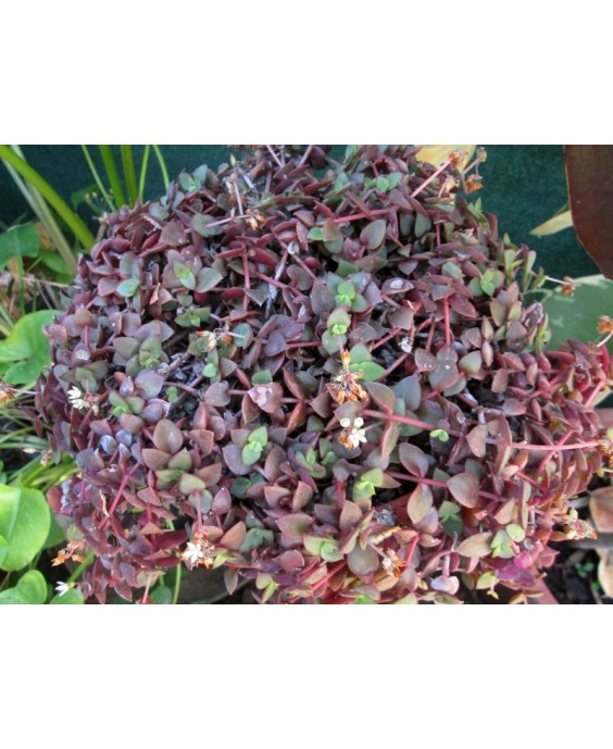 Kuentz-cactus  - Crassula pellucida 'Rubra' - Pot  6 cm