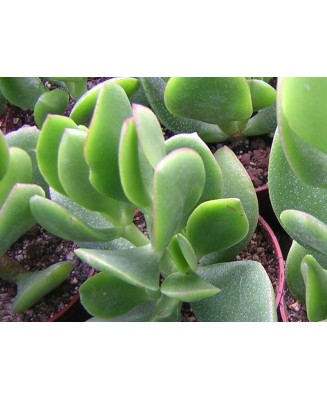 Kuentz-cactus  - Crassula ovata 'Obliqua' - Pot 10 cm