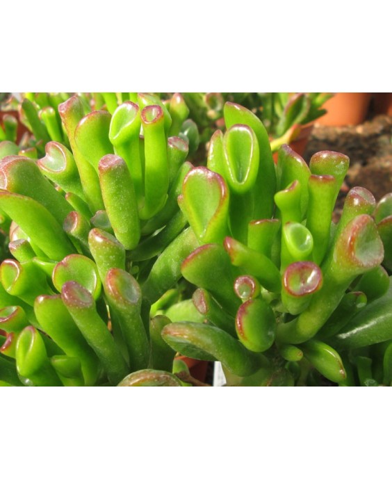 Kuentz-cactus  - Crassula ovata 'Gollum' - Pot  8 cm