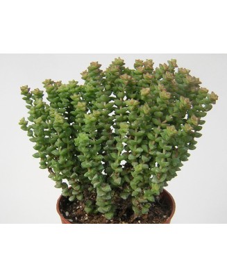 Kuentz-cactus  - Crassula rupestris 'Tom Thumb' - Pot  5 cm