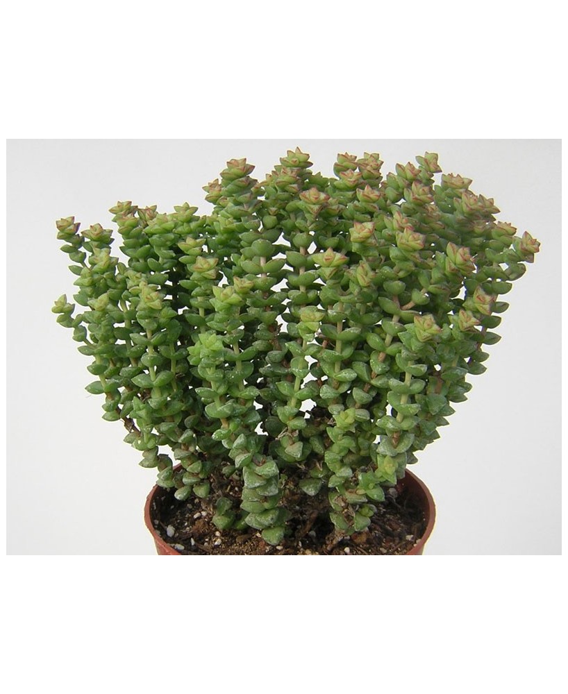 Kuentz-cactus  - Crassula rupestris 'Tom Thumb' - Pot  5 cm