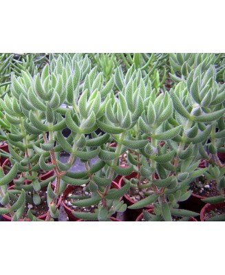 Kuentz-cactus  - Crassula mesembryanthoides (trachysantha) - Pot  6 cm