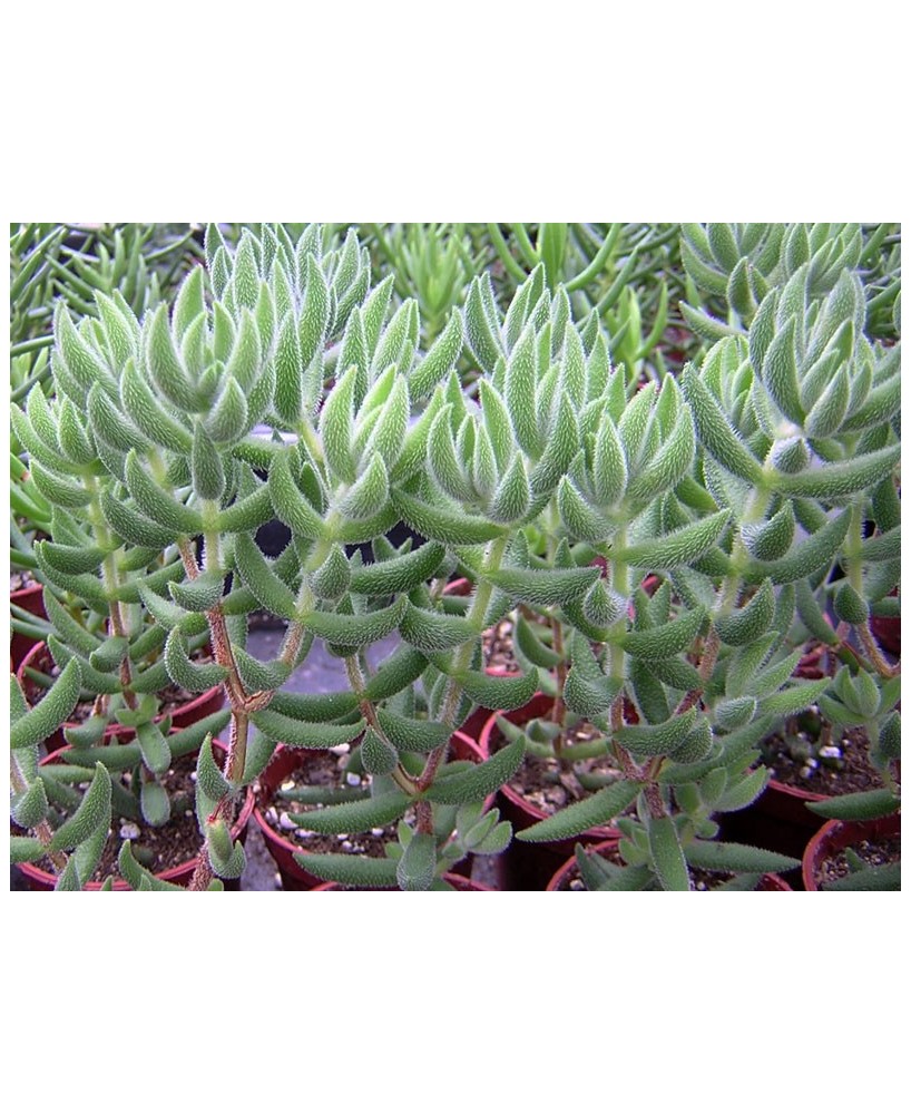 Kuentz-cactus  - Crassula mesembryanthoides (trachysantha) - Pot  6 cm
