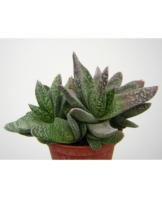 Kuentz-cactus  - Gasteria 'Obtusa' - Pot  6 cm