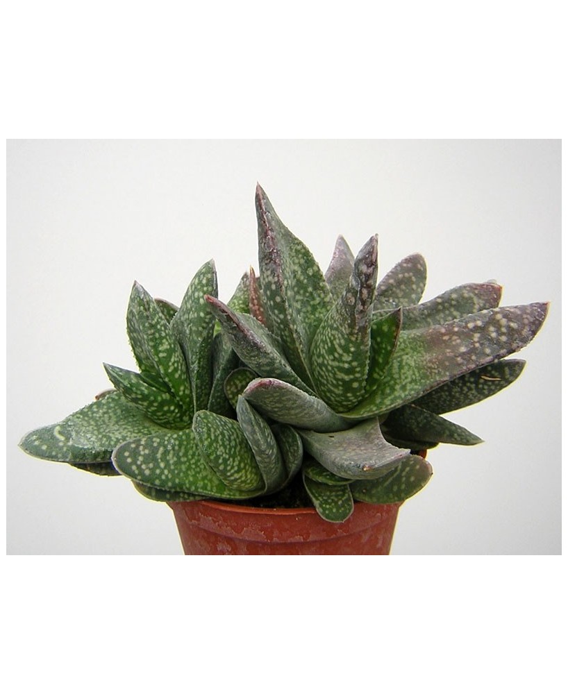 Kuentz-cactus  - Gasteria 'Obtusa' - Pot  8 cm