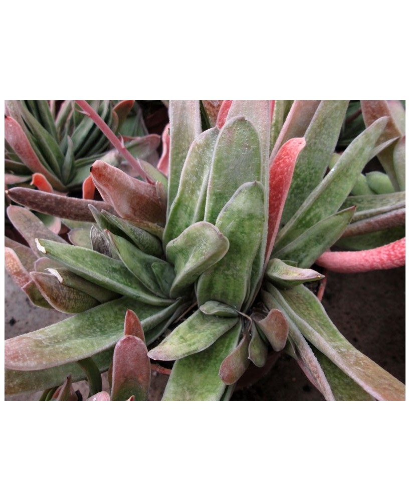 Kuentz-cactus  - Gasteria carinata  'Schweickerdtiana' - Pot  8 cm