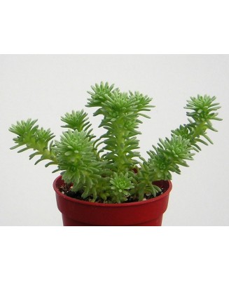 Kuentz-cactus  - Sedum multiceps - Pot  5 cm