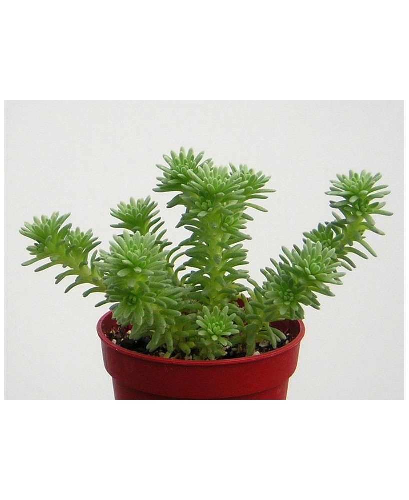 Kuentz-cactus  - Sedum multiceps - Pot  5 cm