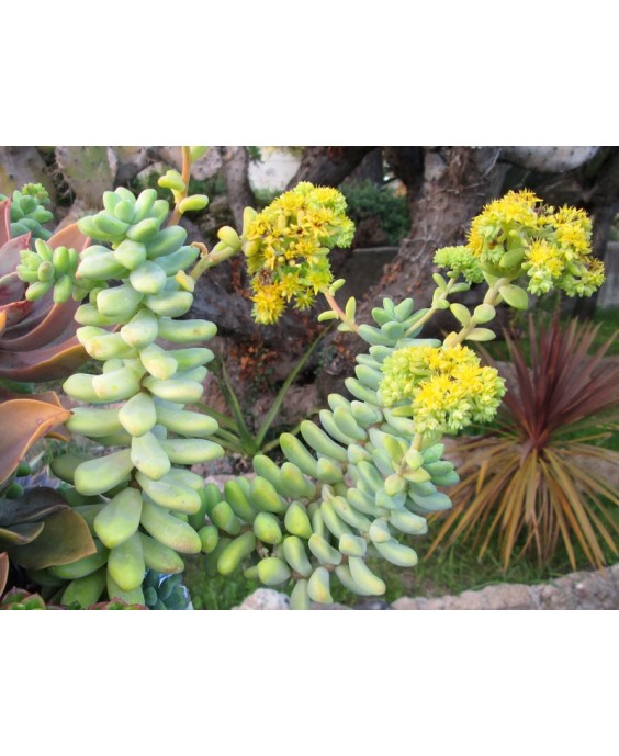 Kuentz-cactus  - Sedum treleasei (1) - Pot  8 cm