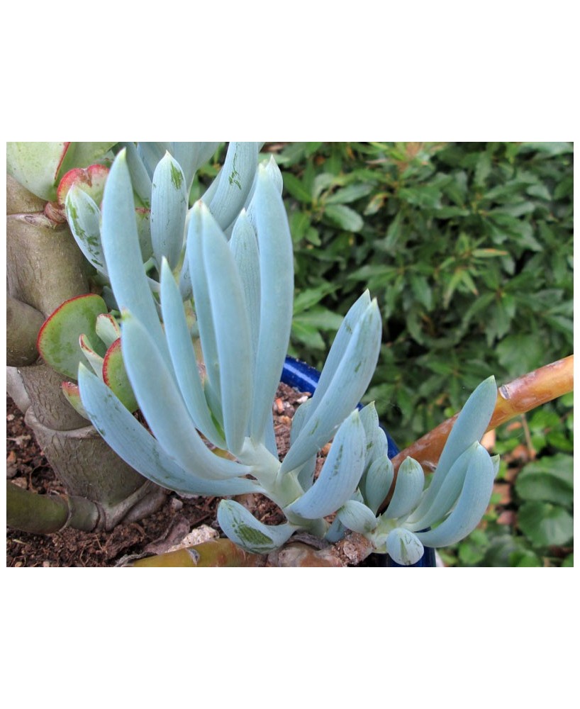 Kuentz-cactus  - Senecio serpens 1 (ex S. ficoides) - Pot  6 cm