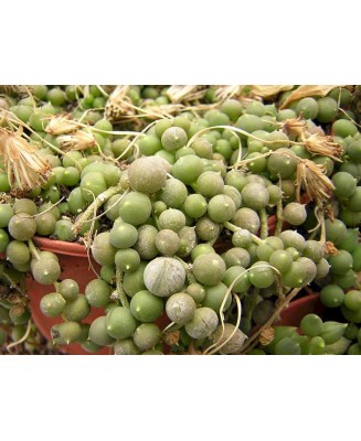 Kuentz-cactus  - Senecio rowleyanus (clone 1) - Pot  6 cm