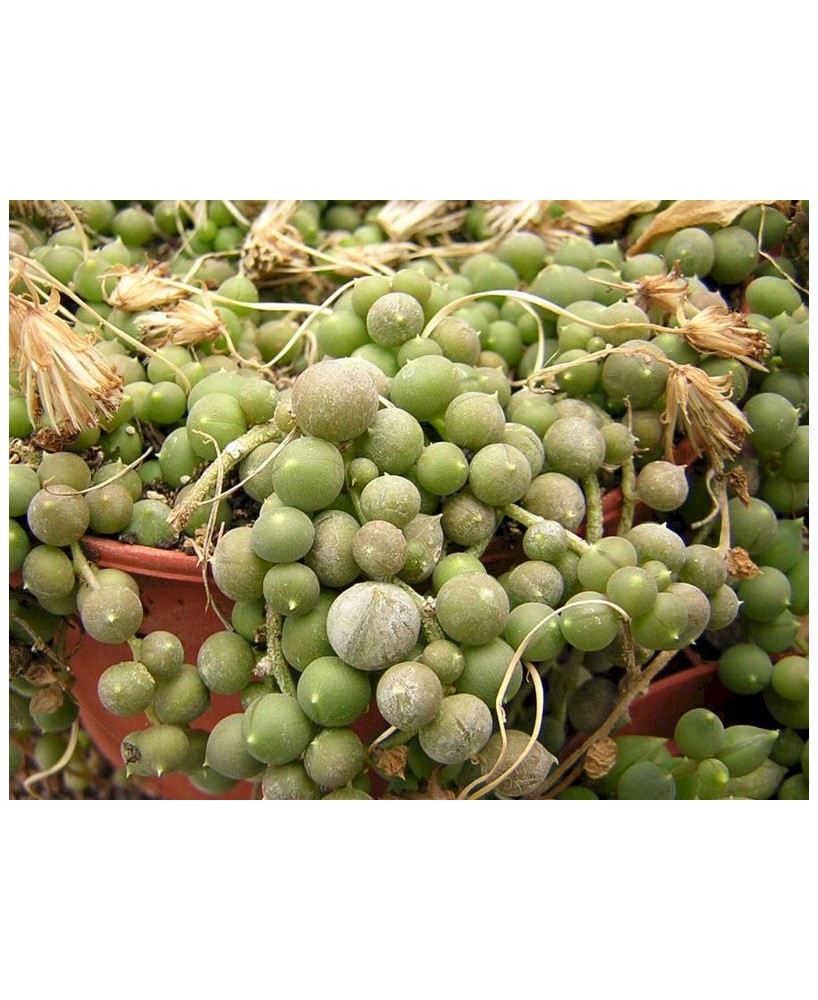 Kuentz-cactus  - Senecio rowleyanus (clone 1) - Pot  6 cm