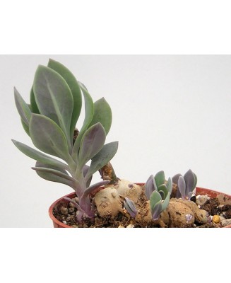 Kuentz-cactus  - Senecio sempervivus ssp. grantii - Pot  6 cm